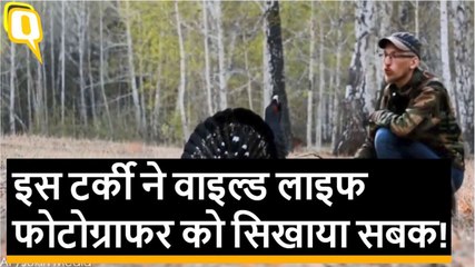 कैमरा देखते ही इस टर्की ने wildlife photographer पर कर दिया हमला