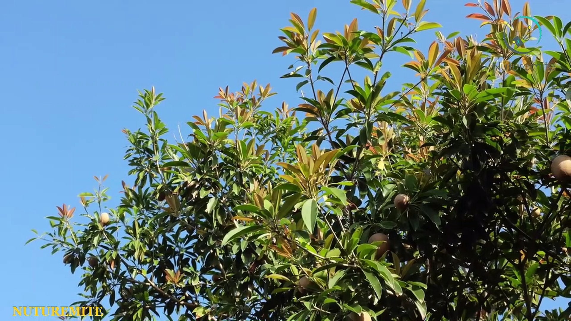 ⁣Chico Fruit:Sapota Hygienic Food and Numerous Health Benefits Of Eating Sapodilla:Nuturemite English