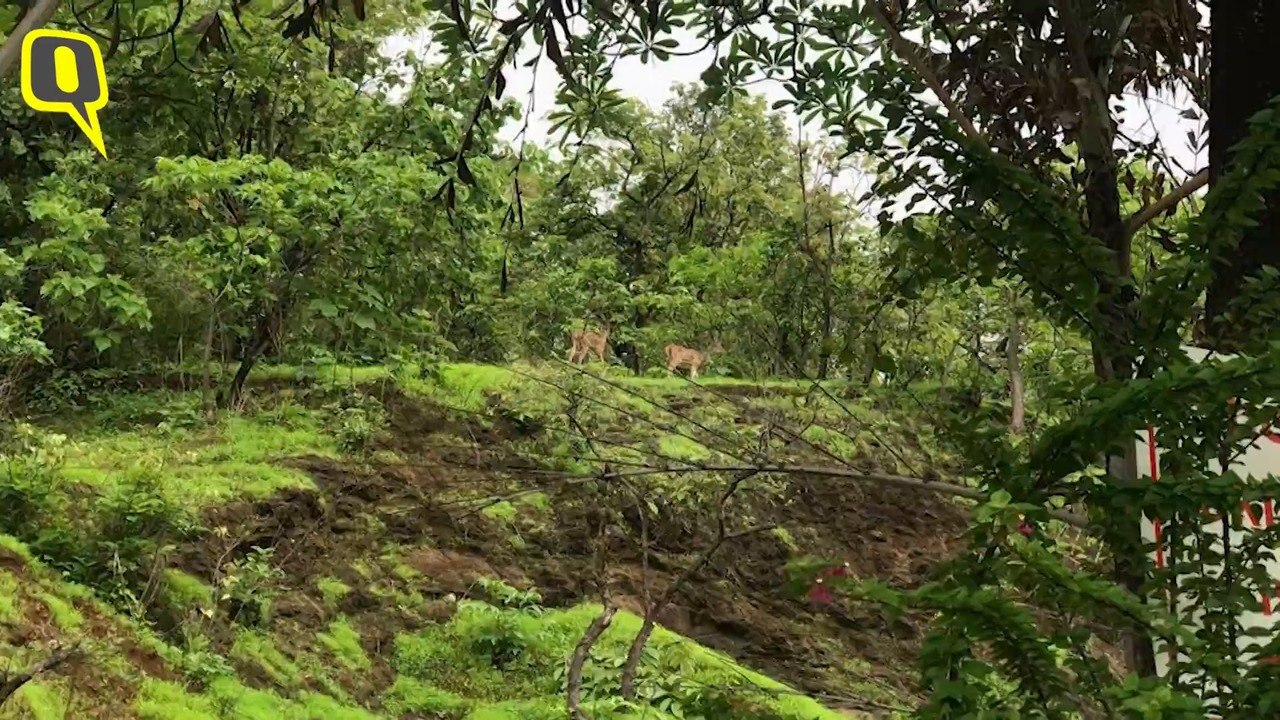 Aarey Protest Video _ Hindi