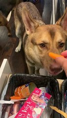 Dog Doesn't Care for Carrots