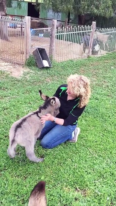 Baby Donkey Craves Cuddles