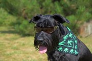 This Week in Weed: Cannabis Breathalyzers and Canada's Dog Daze