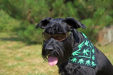 This Week in Weed: Cannabis Breathalyzers and Canada's Dog Daze
