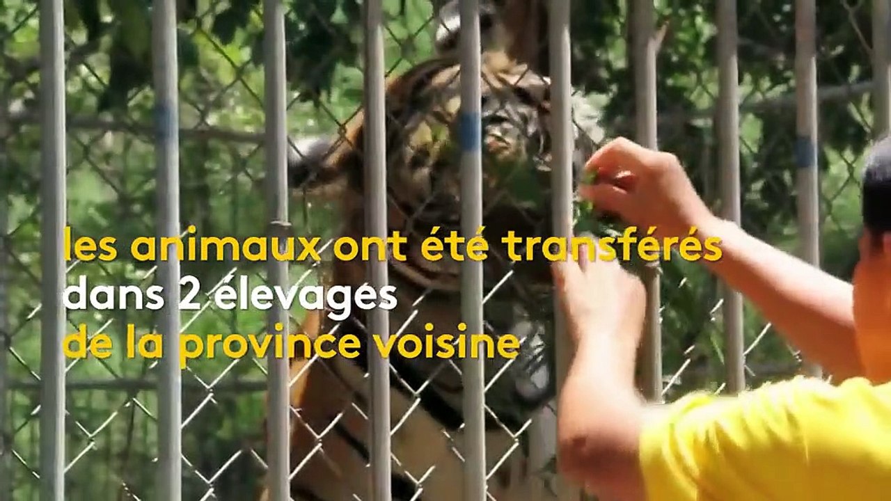 Thaïlande : 86 tigres morts maltraités par des moines bouddhistes