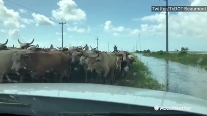 Livestock seek higher ground along roadways