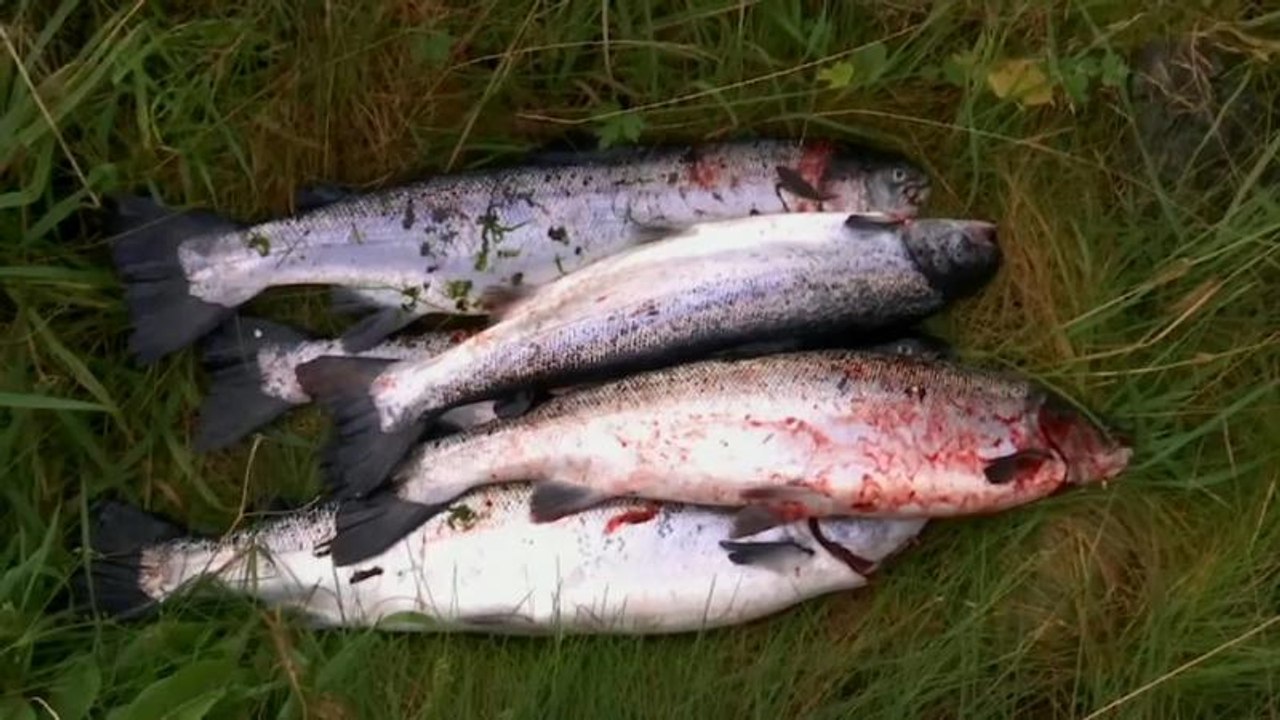 Geimpfte zuchtfische gefährden wildlachs