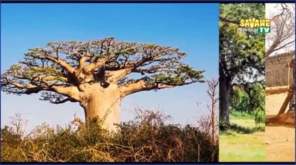 SOUS LE BAOBAB "Toèga tingré"