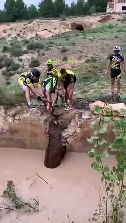 Des cyclistes trouvent un cerf coincé dans un trou et l'en sortent (Espagne)