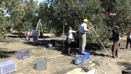 Burhaniye'de zeytin hasadı başladı