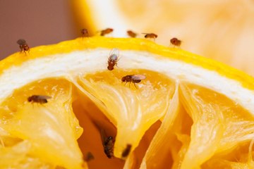 How to Get Rid of Fruit Flies
