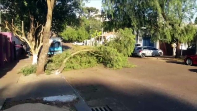 Galho cai no meio da via e deixa trânsito parcialmente interditado