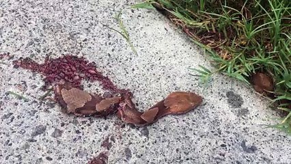 Beheaded Snake Still Bites