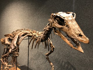 Maximus, le squelette de dinosaure star d’une vente aux enchères à Genève