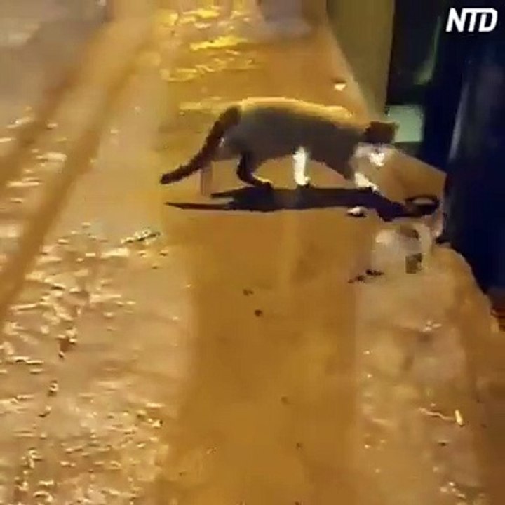Capoeira animal