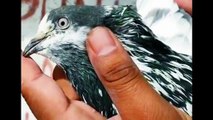 Ali Walay Pigeon Mukamal Malumat By Mr  Danial