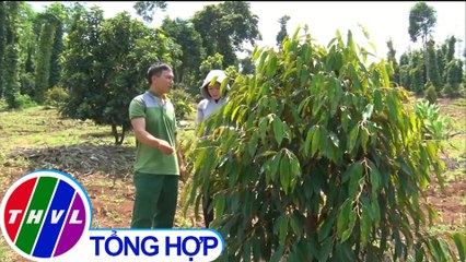 THVL | Đồng Nai khuyến cáo người dân không ồ ạt trồng sầu riêng