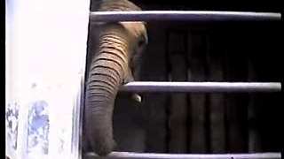 Born free - exploitation d'animaux dans les cirques