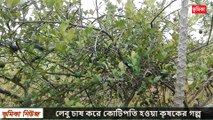 লেবু চাষ পদ্ধতি এবং লেবু চাষ করে কোটিপতি হওয়া কৃষকের গল্প vumika agro