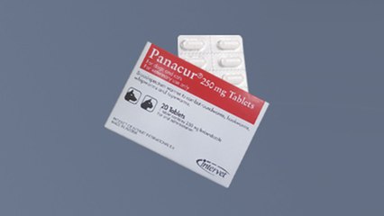 '강아지 구충제'로 암 치료?..."임상까지 수 년 걸려" / YTN