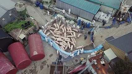 Afrikanische Schweinepest - bald auch in Deutschland?
