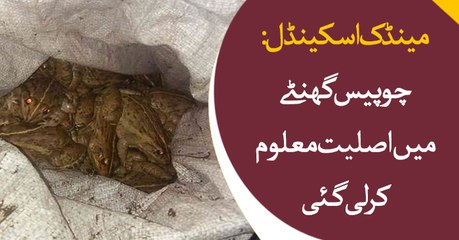 Lahore Frog Scandal: reality revealed within 24 hrs