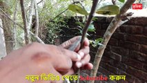 লেবু গাছে গুটি কলম করার পদ্ধতি | lemon tree air layering