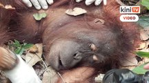 Orangutan diselamatkan selepas terkepung kebakaran hutan