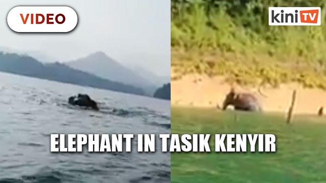 Swimming elephant in Tasik Kenyir becomes internet star