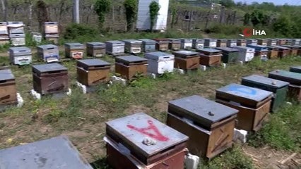 Ordu'da bal üretiminde büyük düşüş