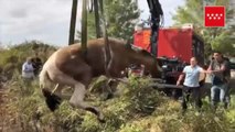 Los bomberos logran rescatar a un caballo que había caído en una acequia en Madrid