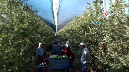 Isparta'da elma hasadı başladı...Hasat havadan görüntülendi