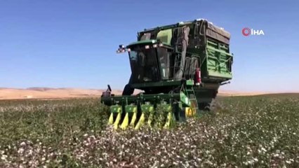 Mardin'de pamuk hasadı başladı
