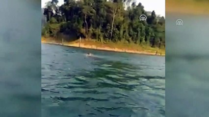 Malezya'da gölde yüzen fil sosyal medyanın ilgi odağı oldu - KUALA LUMPUR
