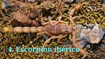 Los 10 escorpiones más peligrosos del mundo