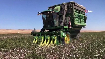 Mardin’de pamuk hasadı başladı