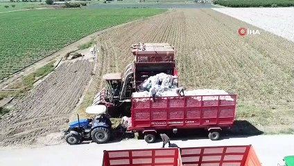 'Beyaz altın' hasadı havadan görüntülendi