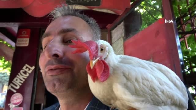 Dedektif gibi iz sürdü, kaybolan horozunu buldu