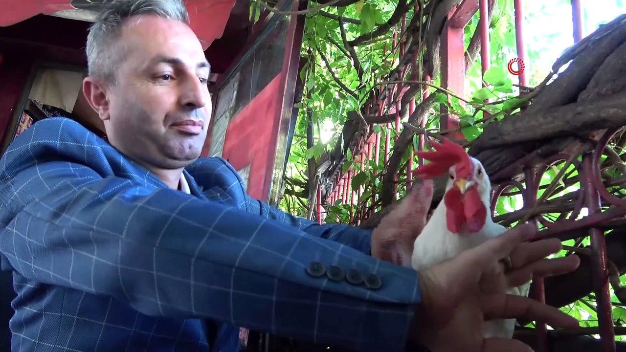Dedektif gibi iz sürdü, kaybolan horozunu buldu
