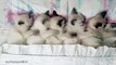 Trop chou ! 5 chatons font la sieste... Mais regardez bien qui est derrière eux 
