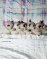 Trop chou ! 5 chatons font la sieste... Mais regardez bien qui est derrière eux 