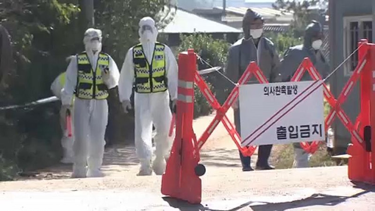 Afrikanische Schweinepest breitet sich in Südkorea weiter aus