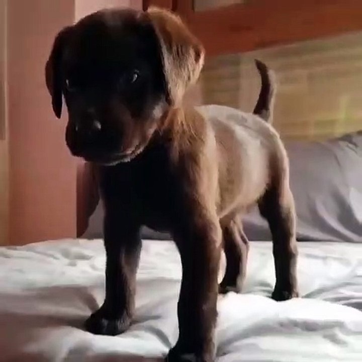 Vous allez au moins repasser 10 fois la vidéo tellement elle vous donnera le sourire. Ce toutou va vous faire craquer 