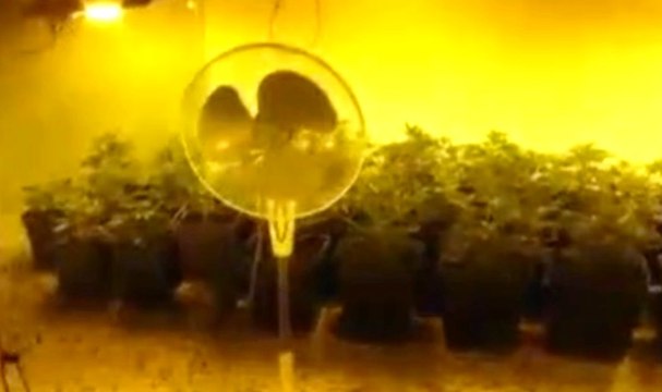 Senorbì (CA) - Coltivano marijuana: arrestate due donne ad Arixi (24.09.19)