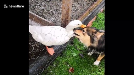 This dog and duck are unlikely best friends in Finland
