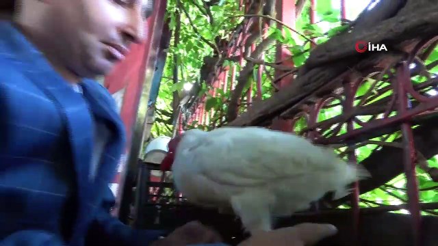 Dedektif Gibi İz Sürdü, Kaybolan Horozunu Buldu