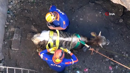 Su kuyusuna düşen tosun için kurtarma operasyonu