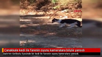Çanakkale kedi ile farenin oyunu kameralara böyle yansıdı