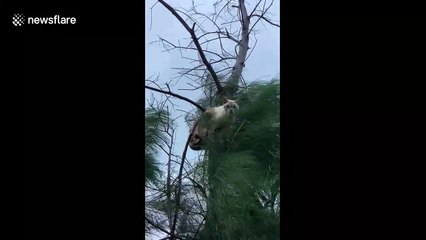 'Why are you up there?' Cat clings onto tree as Typhoon Tapah hits Japan