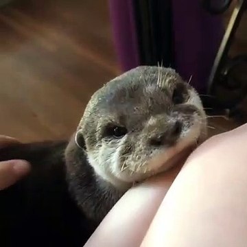 Un beau moment de tendresse... Cette loutre réclame des caresses et calins 