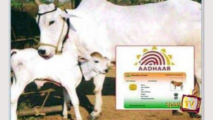 மனிதர்களுக்கு மட்டும் இல்லை இனி மாட்டுக்கும் ஆதார் வேண்டும்..!